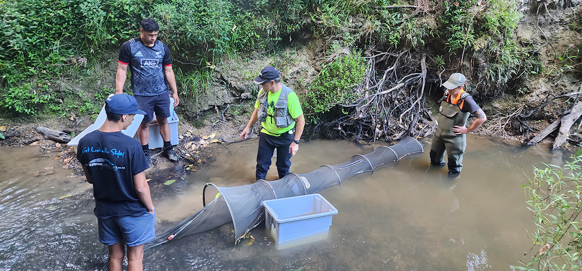 Men standing in a waterway with netted fish traps.