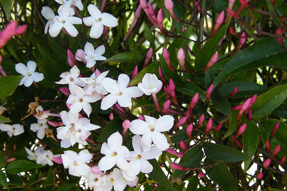 White jasmine (Photo: Weedbusters).