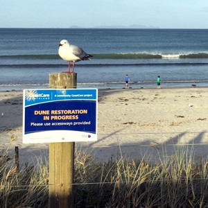 Seagull And Dune Sign Waipu Dec 2018  400 