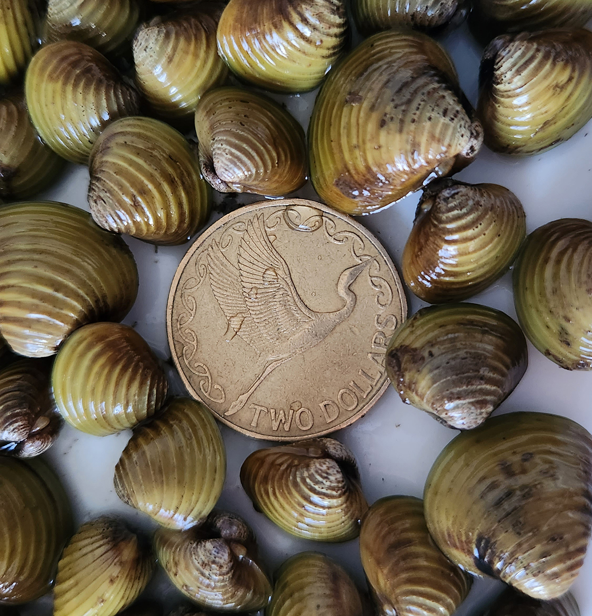 Gold clams of various sizes surrounding a $2 coin. (Photo credit: MPI).