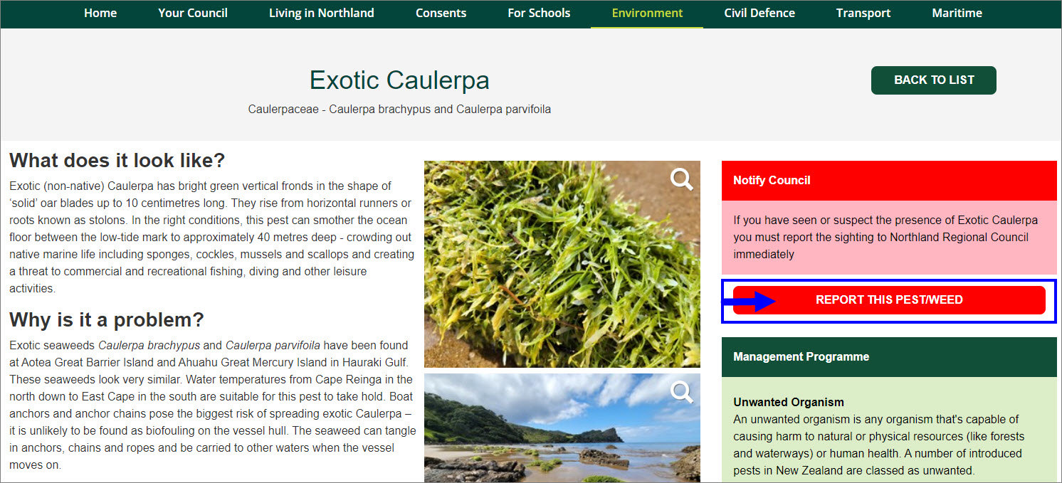 Screenshot of exotic caulerpa page in pest control hub with the report the pest/weed button outlined in blue with blue arrow.