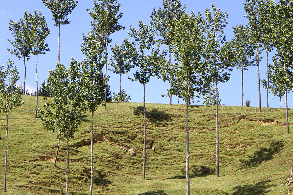 Poplars growing on hillside.