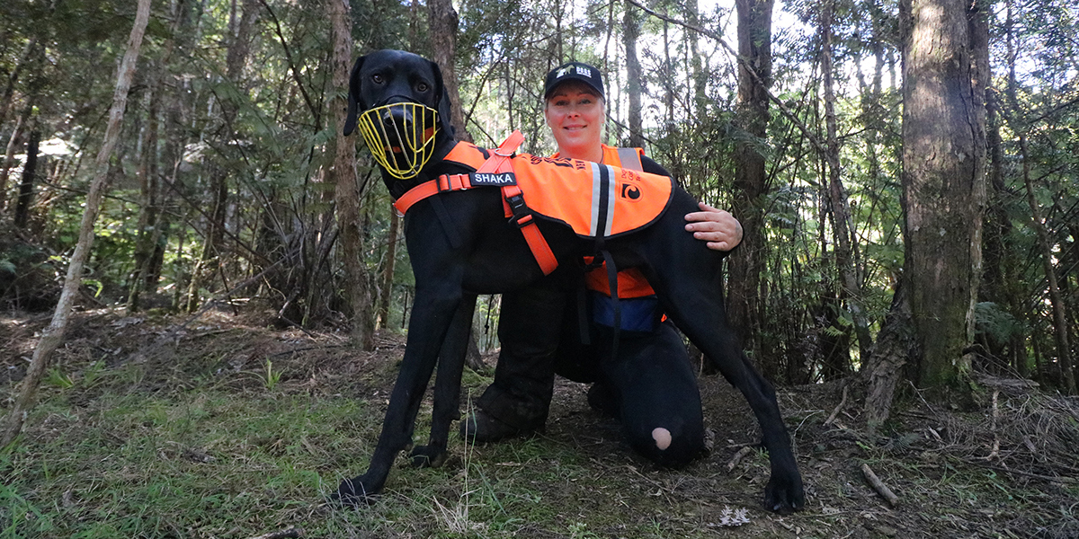 Dog wearing a muzzle and hi-vis coat being held by a woman.