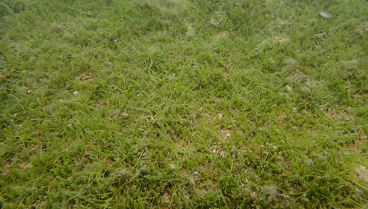 Exotic caulerpa infestation on seabed.