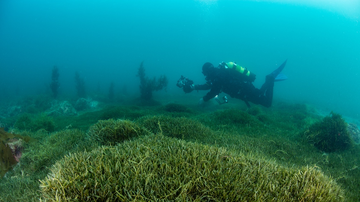 Diver underwater photographing caulerpa on the seabed (Photo credit NIWA).
