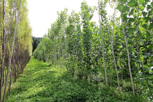 Rows of leafy willow and poplar trees.