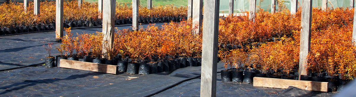 Natives nursery