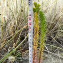 Beachgoers urged to keep eye out for unwanted weed