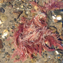 New red seaweed found in Northland and Auckland