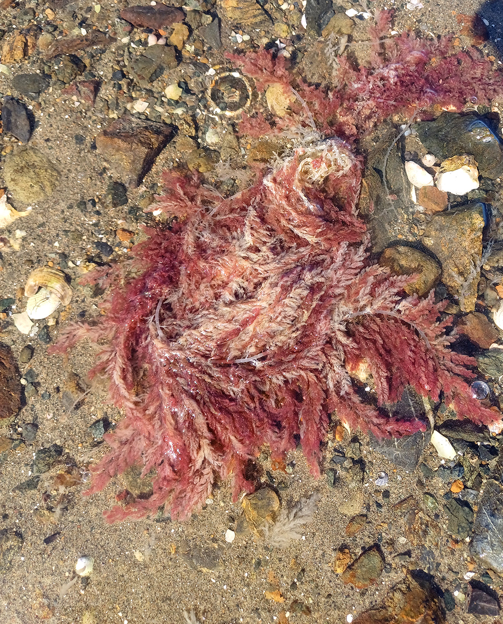 Red seaweed on the beach.