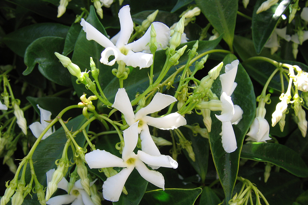 Star jasmine (Photo: Auckland Botanic Gardens).
