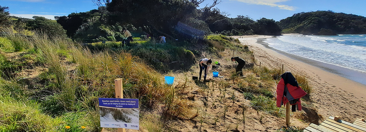 People planting the dunes at Matapouri Beach.