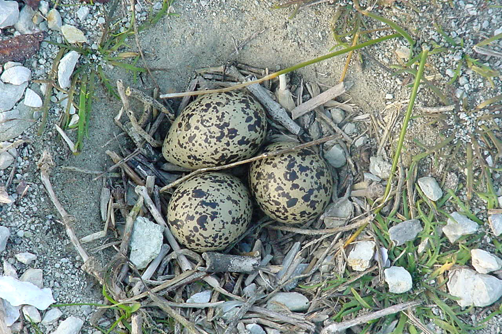 NZ Dotterel nest with three eggs.