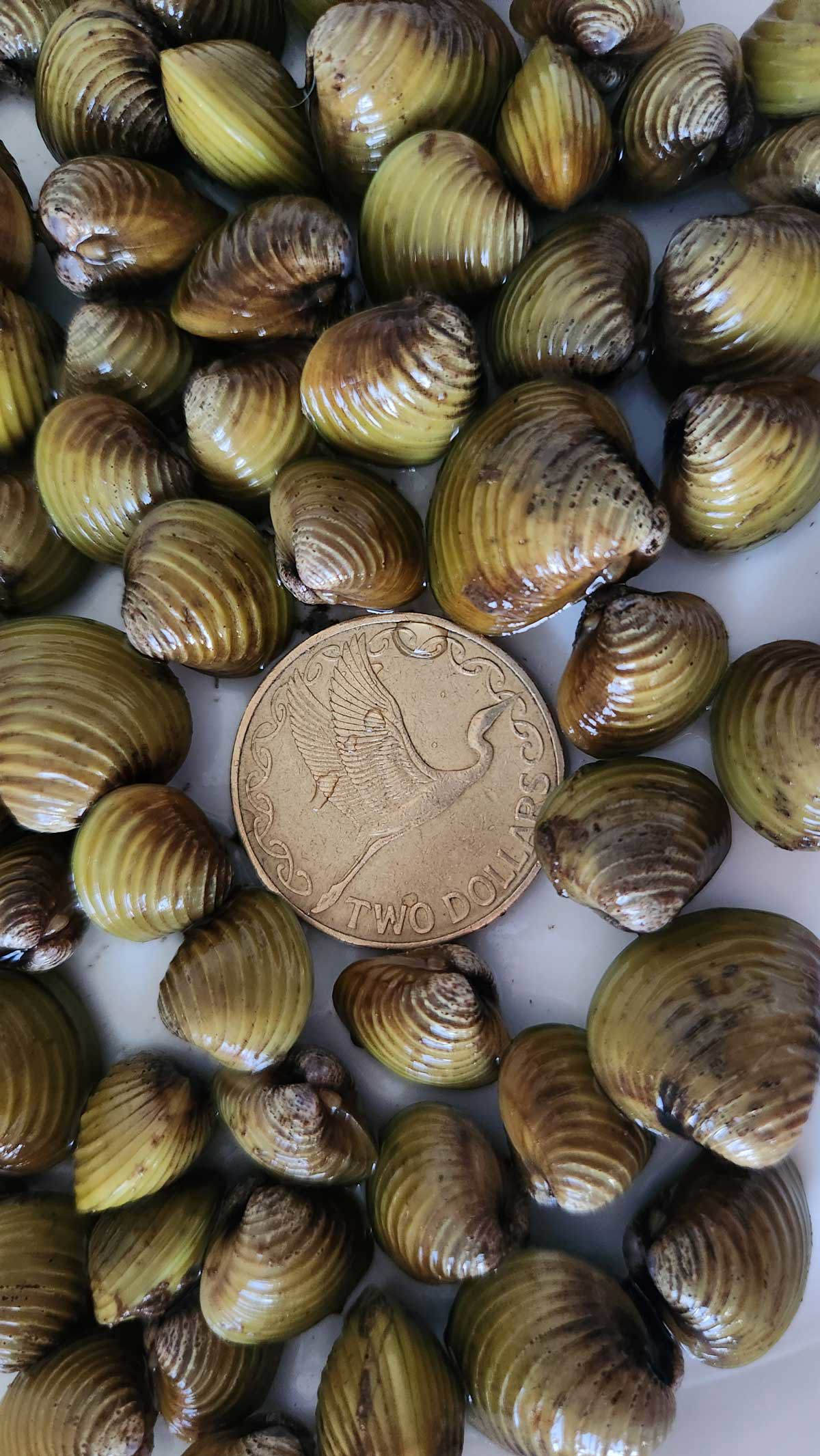 NZ 2 dollar coin among gold clams