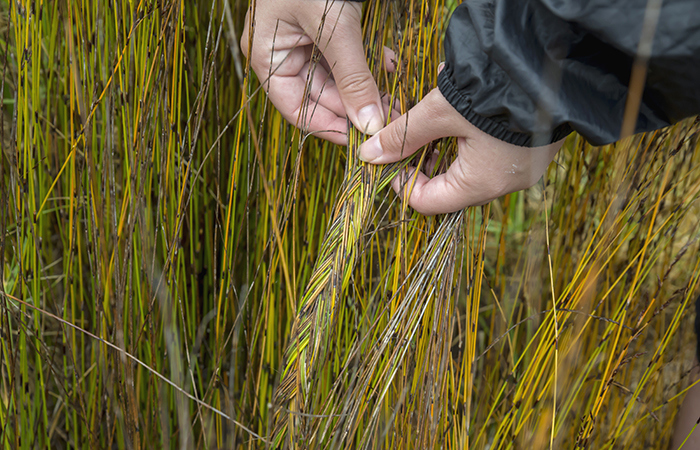 Hands plaiting grass.