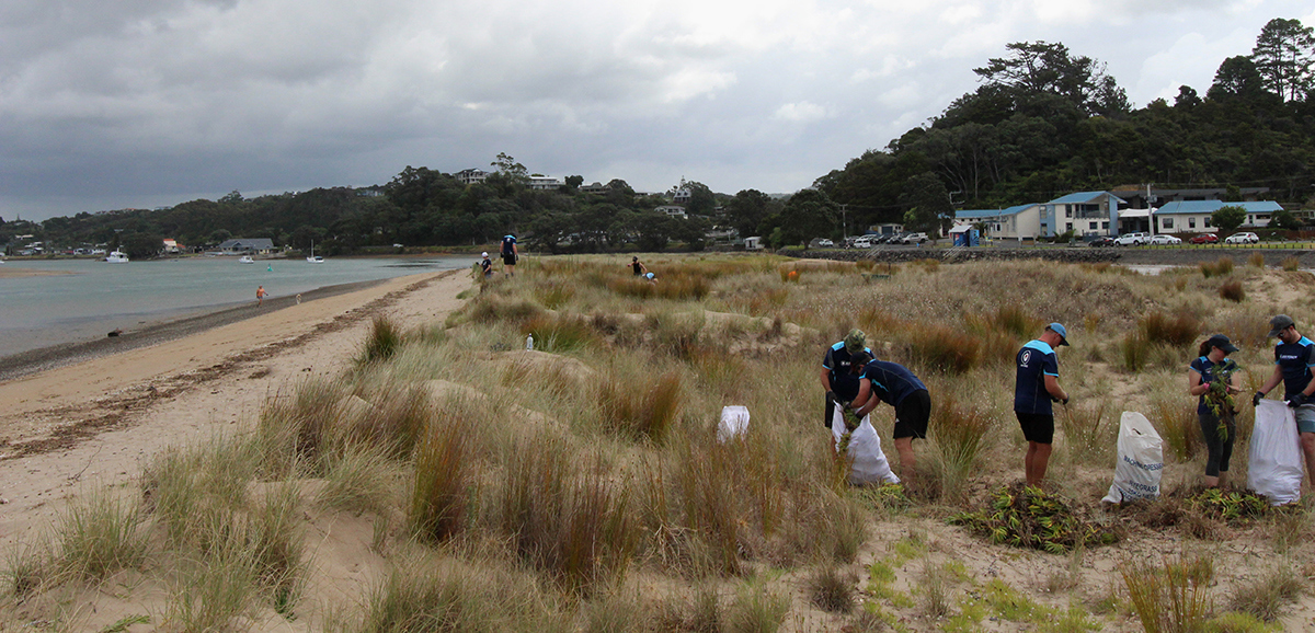 Volunteers removing invasive plants from Ngunguru’s Kaukarangi Bay sand dunes.
