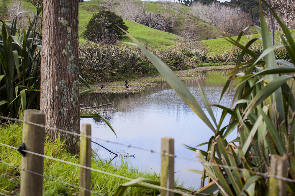 Fence with water in the background.