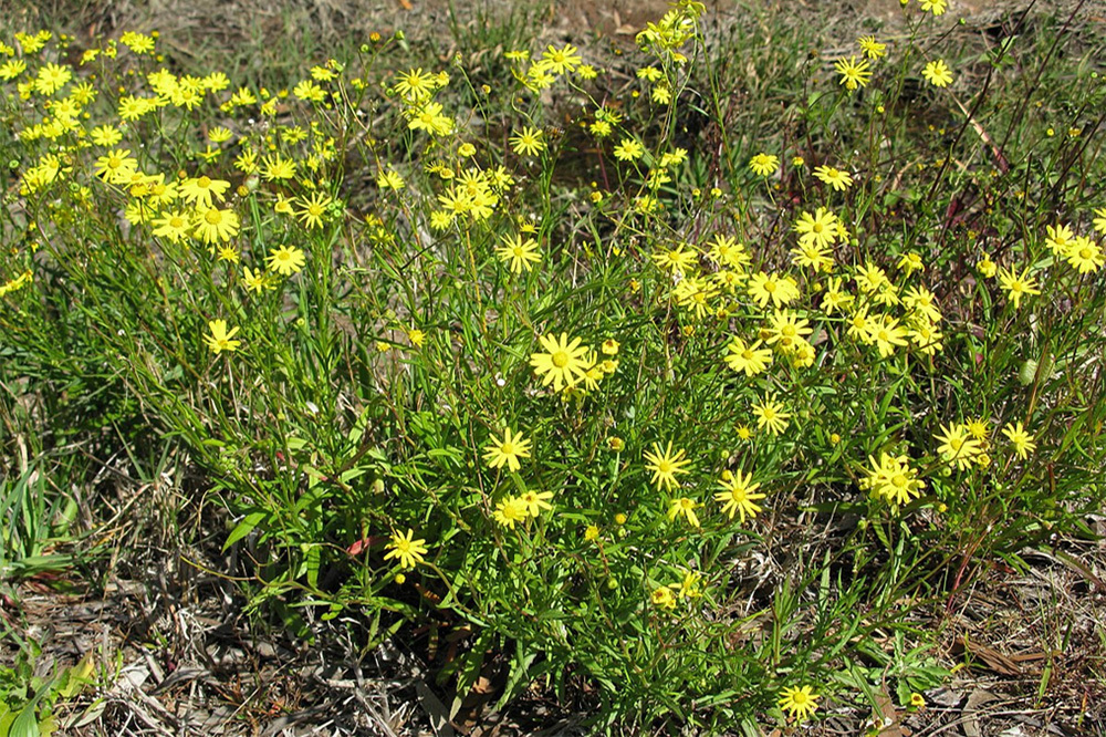 Madagascar ragwort with yellow flowers.