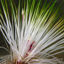 Critically endangered Northland lake plant voted NZ’s favourite plant 2024