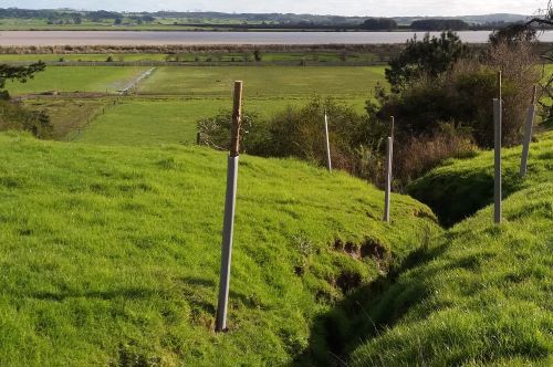 Planted poplar poles on either side of a gully.