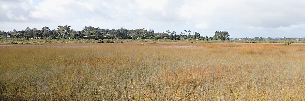 Saltmarsh grasses.