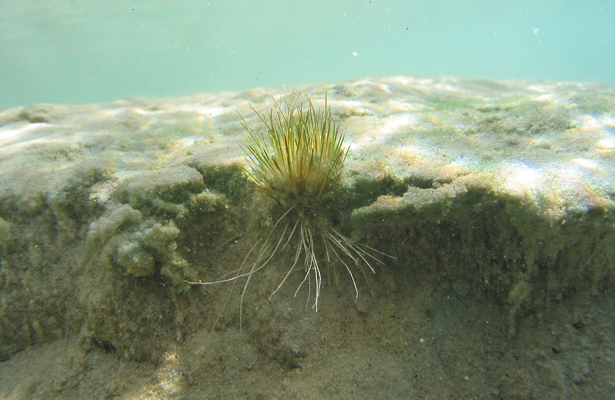 Trithuria inconspicua plant on sandy lake bed.