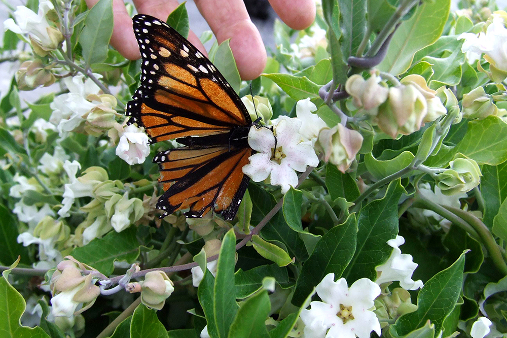 A dead monarch butterfly stuck to the sticky flower.