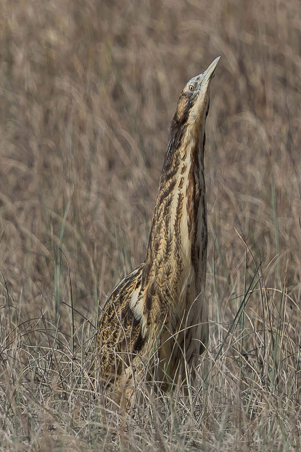 Australasian bittern deals