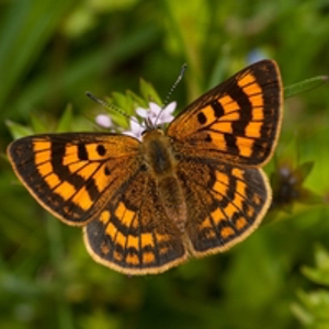 Elected members   copper butterfly  200  jpg