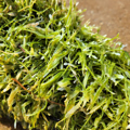 STOP exotic caulerpa seaweed
