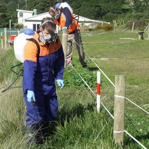 Spraying Weeds (Dune Trial Waipu Cove)