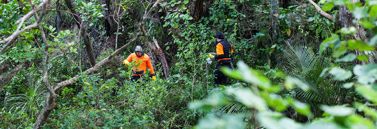 Two people removing weed in the bush.