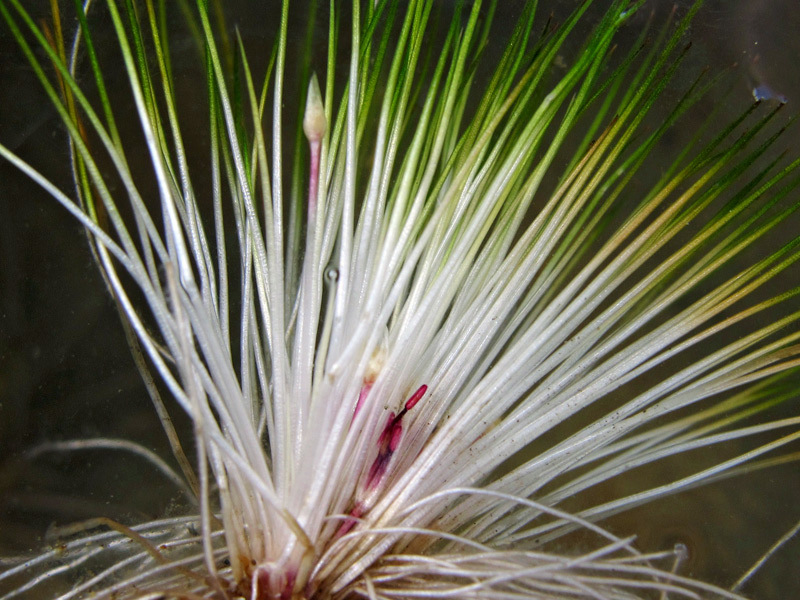 Close up of Trithuria-inconspicua. (Photo credit Dennis Gordon - NIWA).