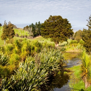 Kaipara Waterway Planting  400 