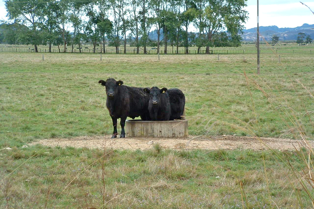 Two cattle standing in a water trough.